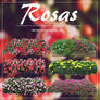 | Rosas Pack | Fatty.-