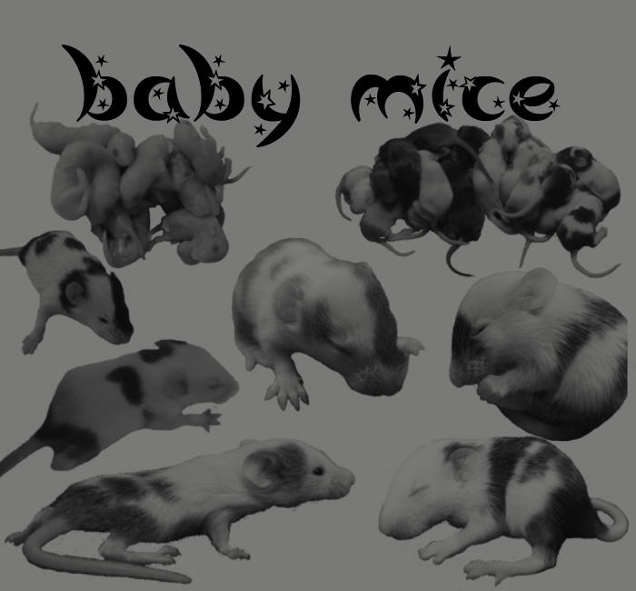 baby mice brushes by boxerbaby on DeviantArt