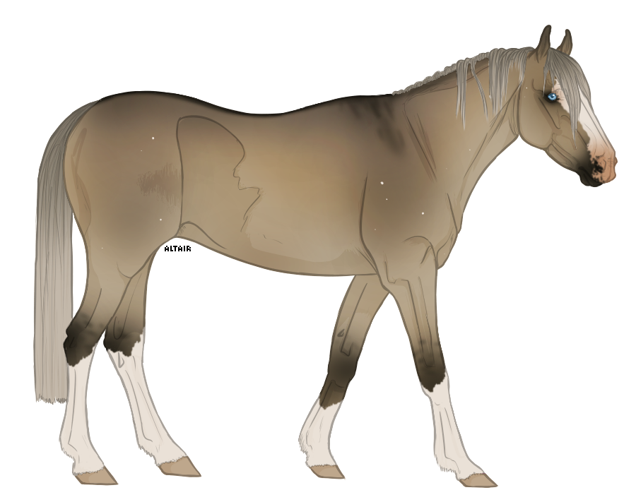 Quarter Horse lines by AltairCallisto on DeviantArt