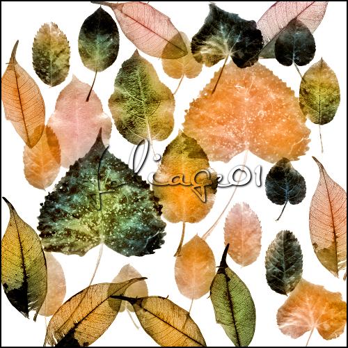 foliage 01