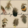 mix-feathers