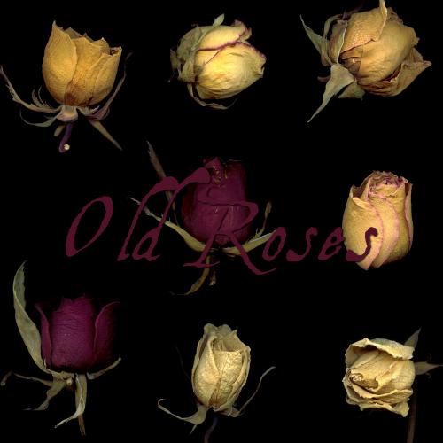 old roses 01-02-03