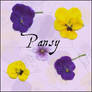 pansy