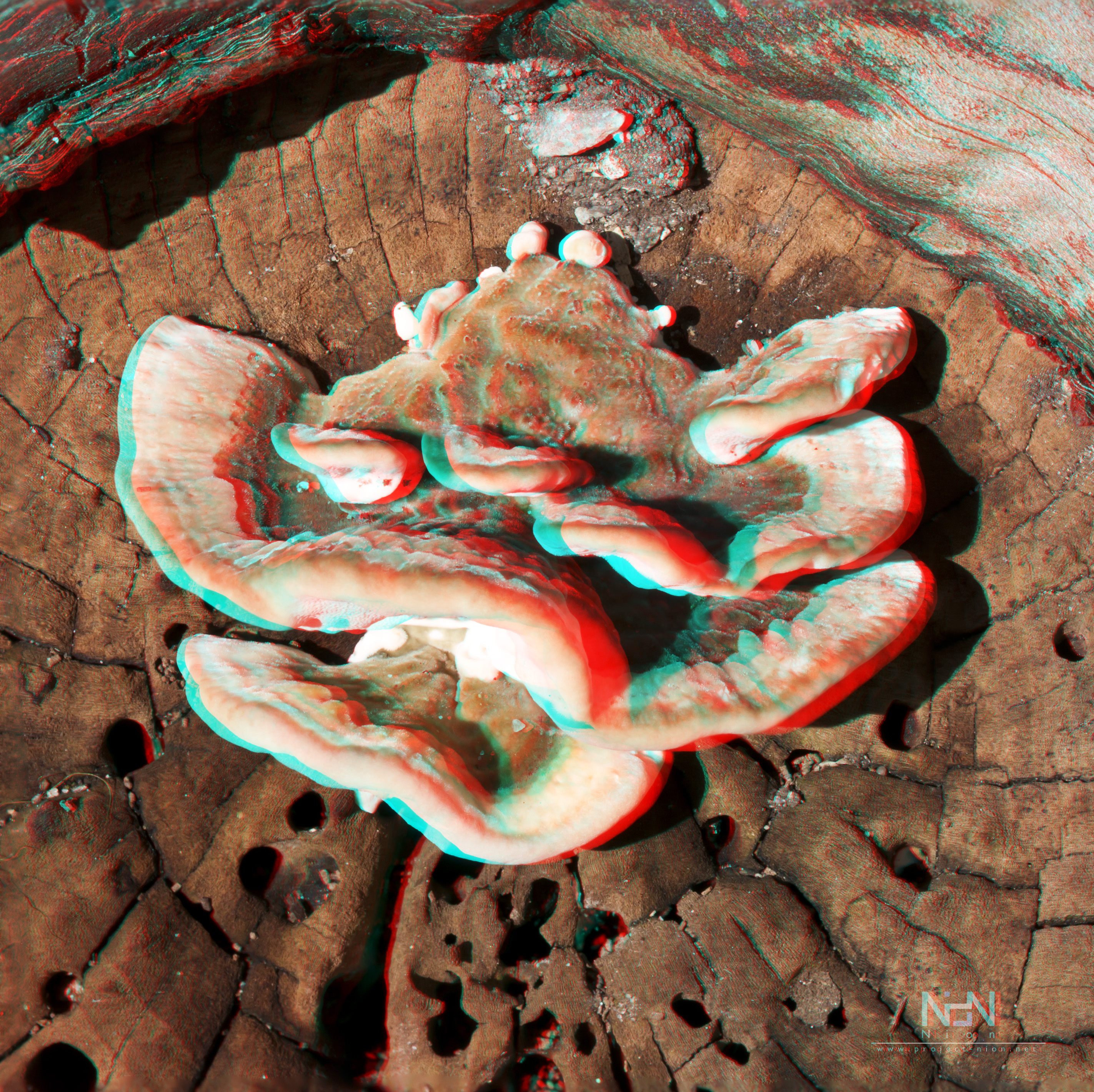 Stereo Fungi