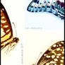Butterflies Macro 01