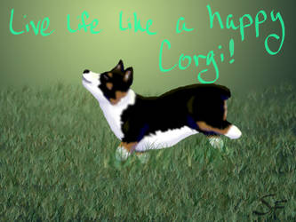 Corgi Run