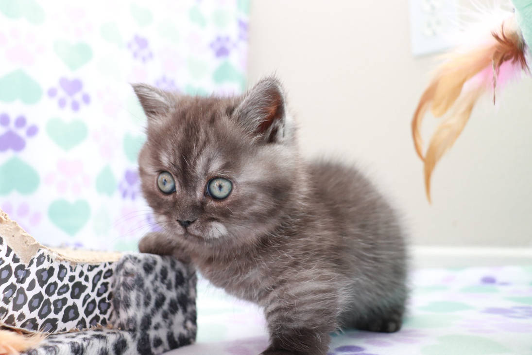 Grey munchkin kitten on sale