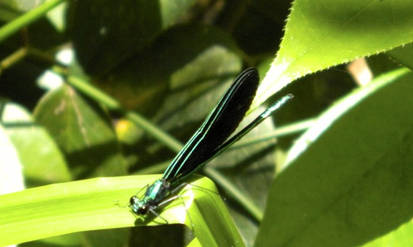 Jade Dragonfly