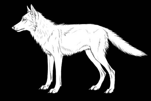 Wolf-- free lineart