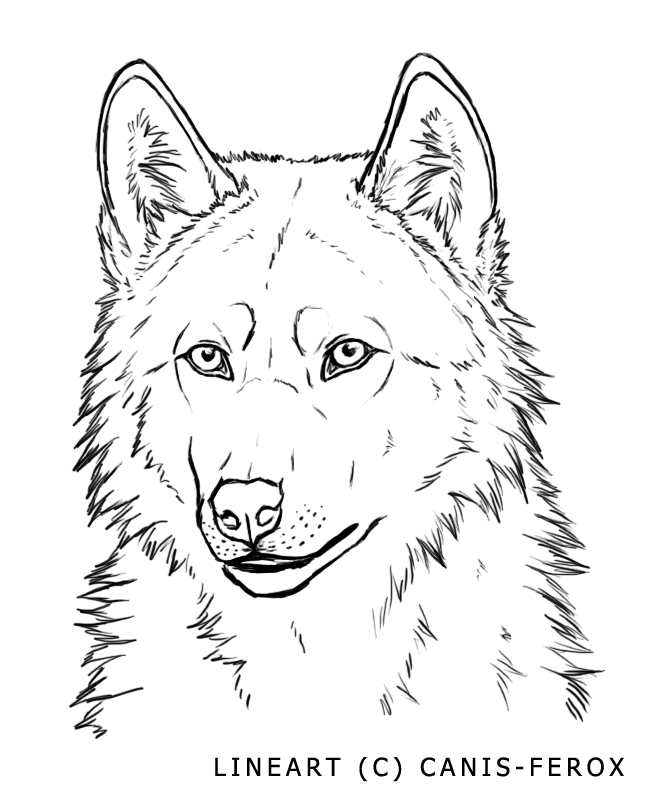 Wolf Face-- free lineart