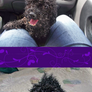 Shaggy Toy Poodle