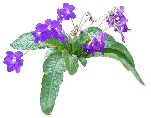 flower03 psd by gd08 on DeviantArt