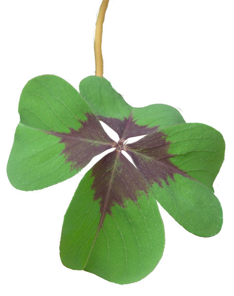 four-leaf clover psd