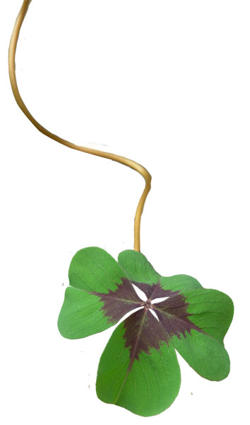 four-leaf clover01 psd