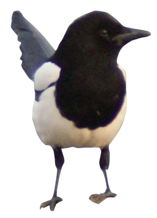 magpie1 psd