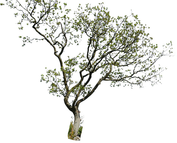 tree 2 psd by gd08 on DeviantArt