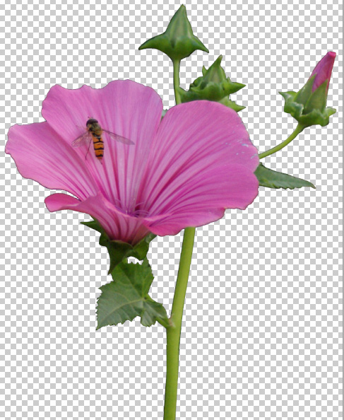 flower 09 psd