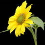 sunflower 1 psd