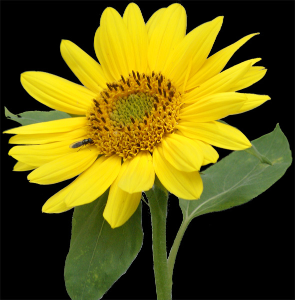 sunflower 2 psd by gd08 on DeviantArt