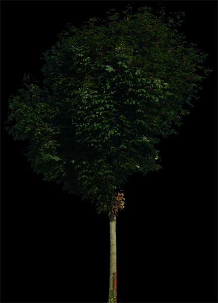 tree 5 psd by gd08 on DeviantArt
