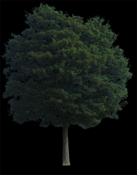 tree 7 psd by gd08 on DeviantArt