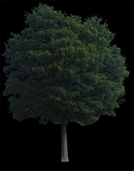 tree 7 psd by gd08 on DeviantArt