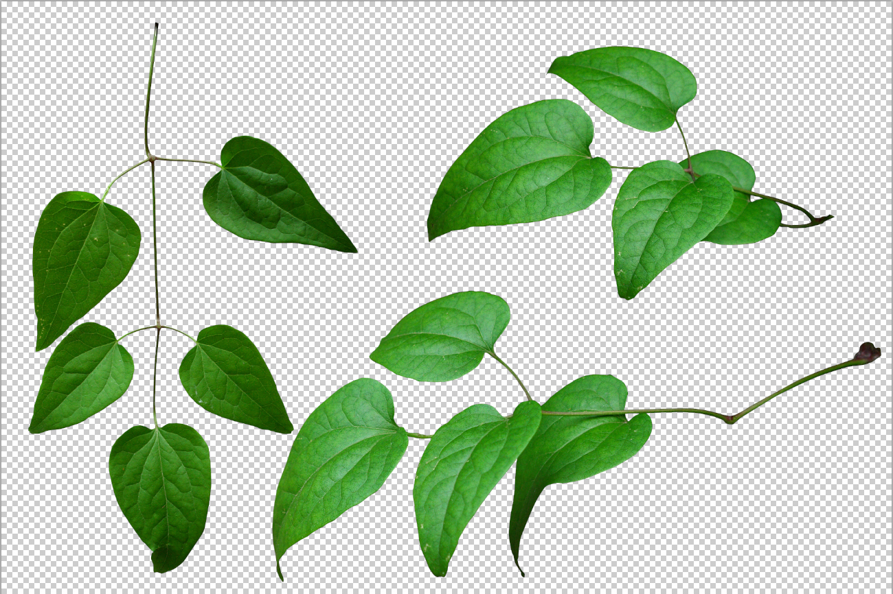 Leaves png