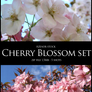 Cherry blossom set