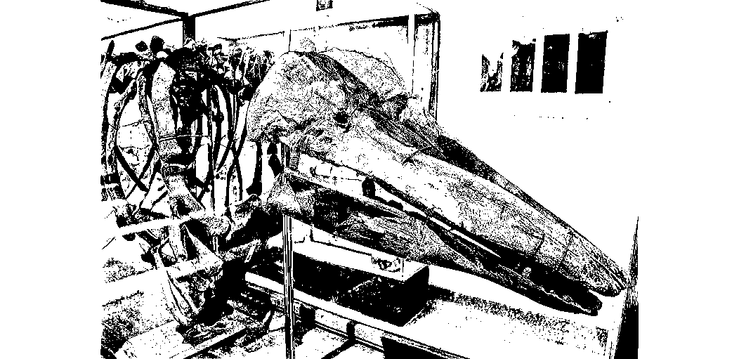 The Charlotte Whale