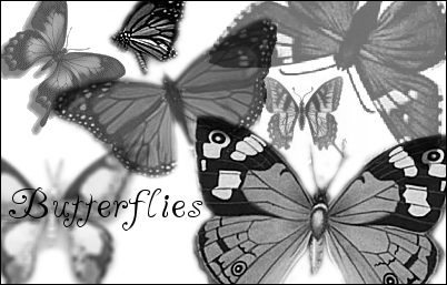 Butterflies