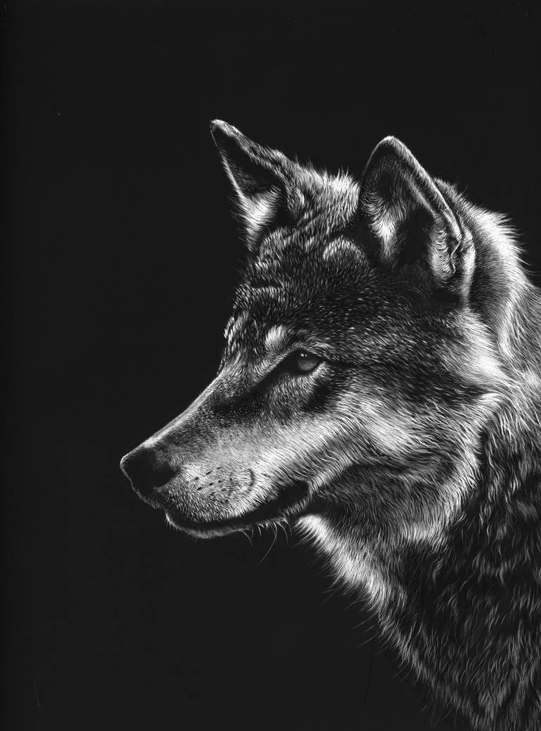 Wolf scratchboard by shonechacko on DeviantArt