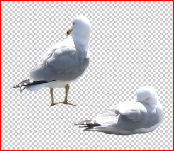 Sea Gulls .psd cut out