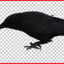 Crow .psd cut out 2