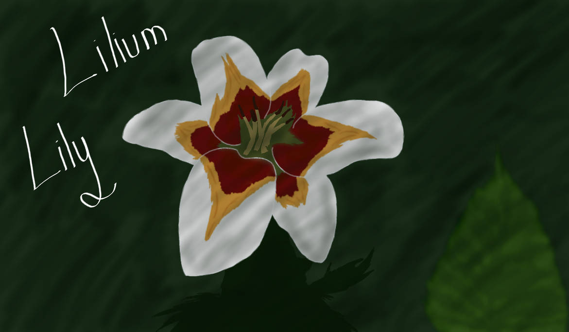 Lilium by Dapplewhisker113 on DeviantArt