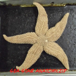 Sea Star Anatomy by Russockshitha on DeviantArt