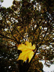 Autumn Leaf