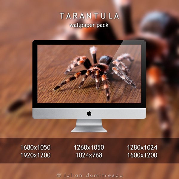 Tarantula - Wallpaper Pack