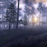 Forest stream