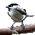 Marsh Tit