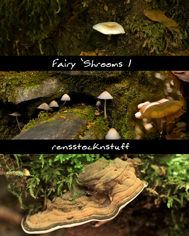 Fairy 'Shrooms 1