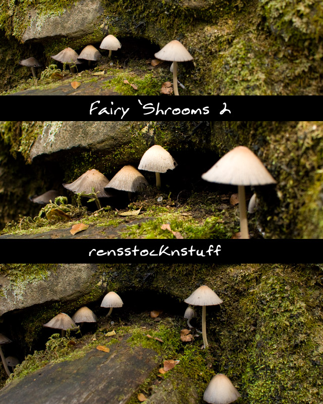 Fairy 'Shrooms 2