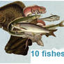 10 fishes PNG