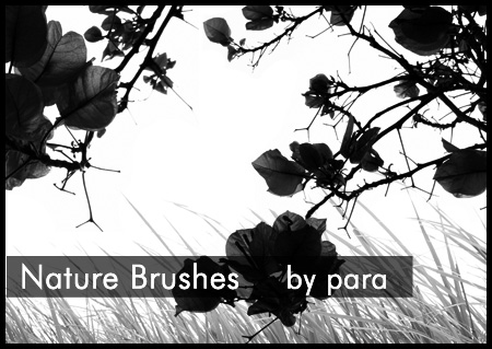 Nature Brushes