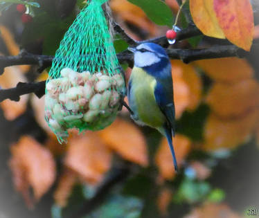 Feeding Love