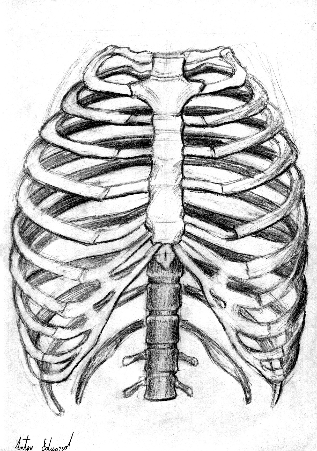 Anatomy sketch 4 by MegaDrawer02 on DeviantArt