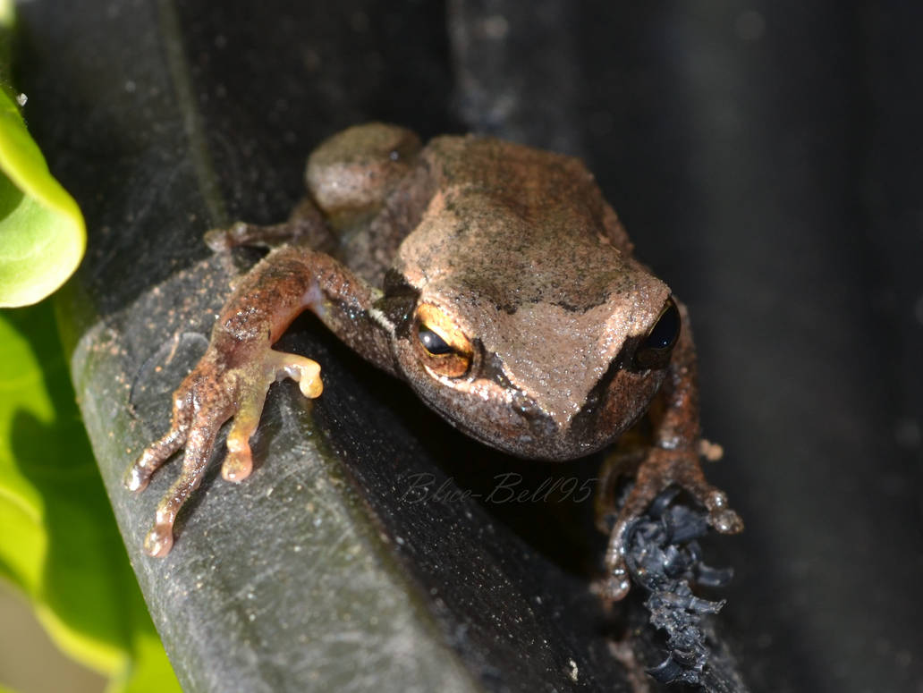 le frog by Blue-Bell95 on DeviantArt