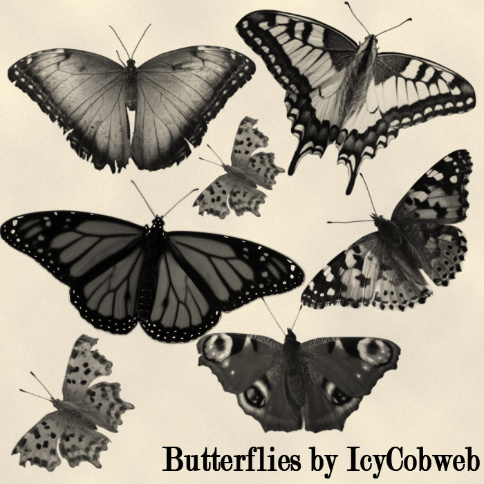 Butterflies