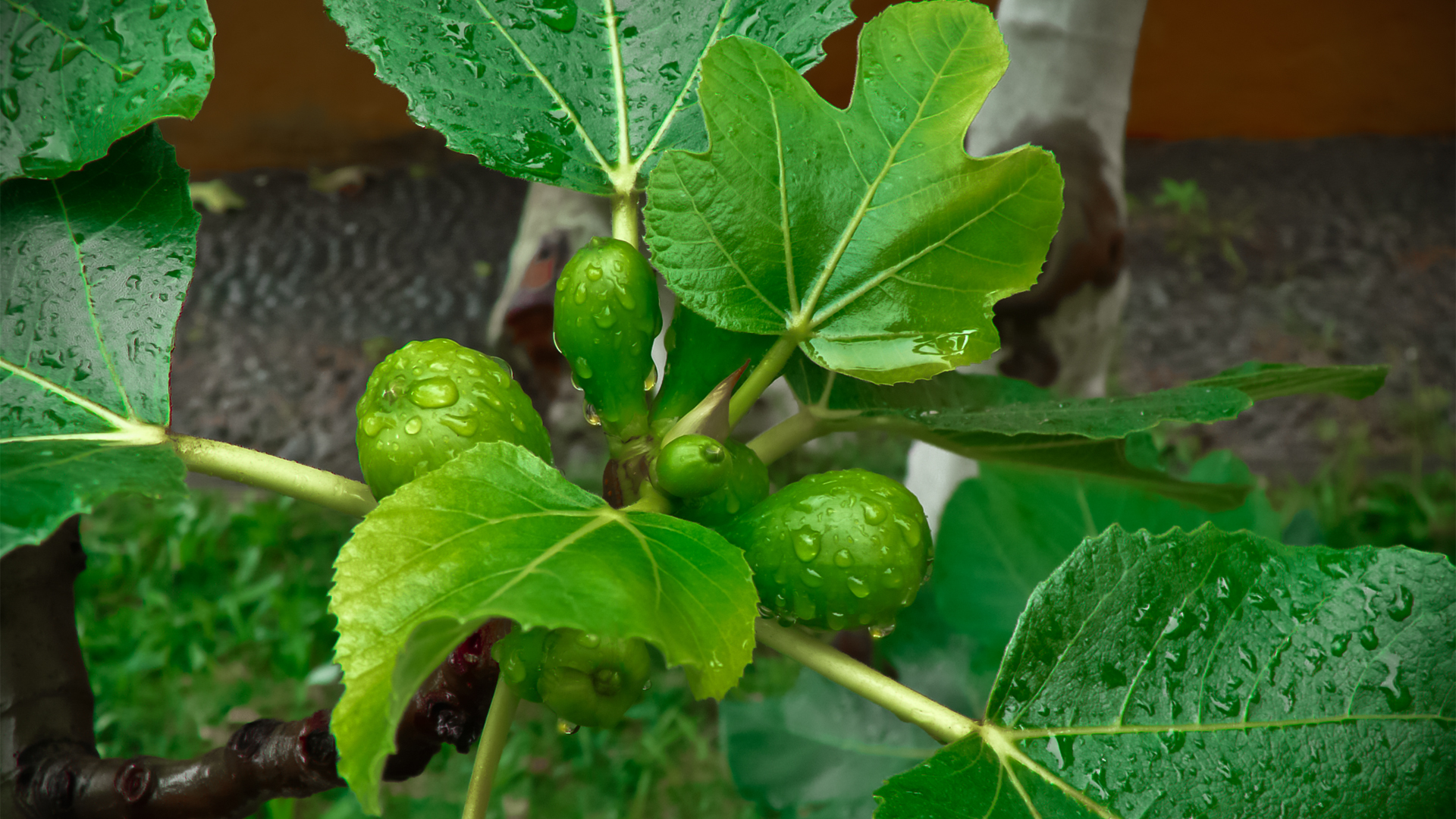 Candlenut Tree by rezeptiv on DeviantArt