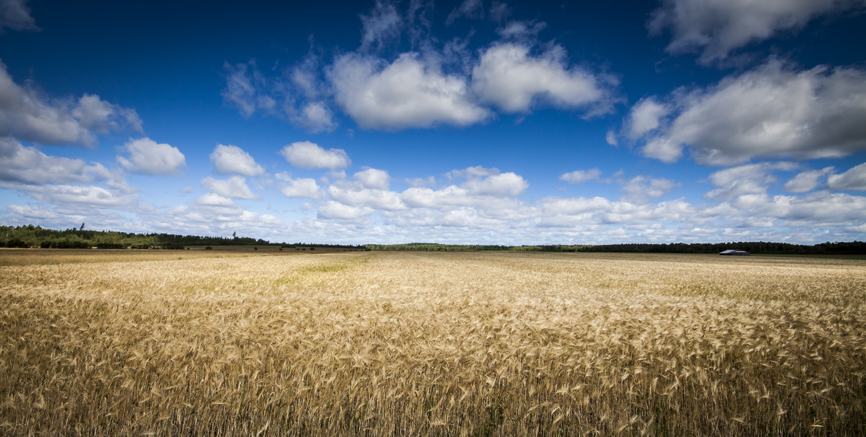 Golden Land