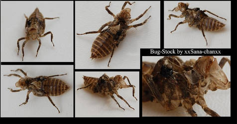 Bug_Stockpack